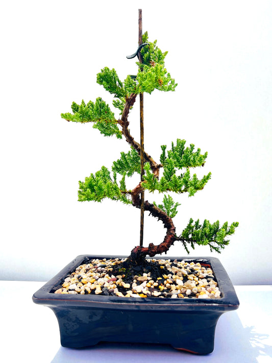 8 Inch Juniper Squamata Bonsai Tree - Black Rectangle Pot
