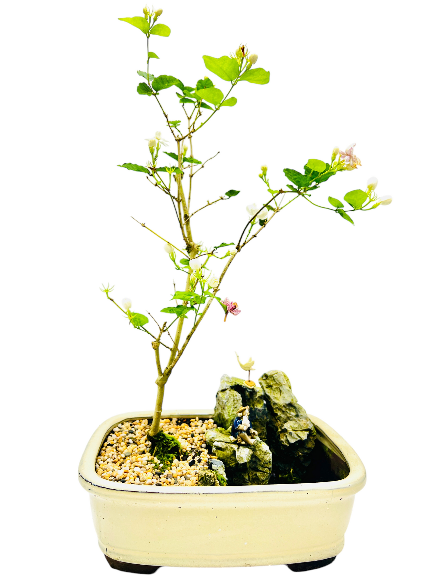 Rock Feature White/Pink Jasmine Bonsai Tree 12 Inch