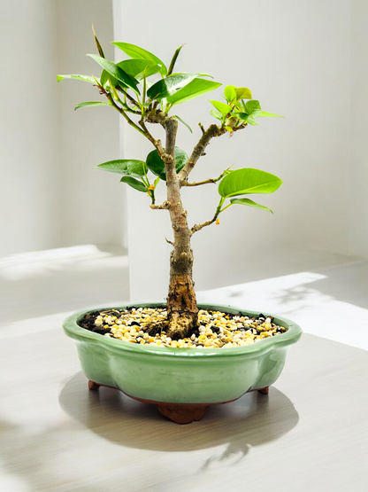 8 Inch Small Leaf Fig Bonsai Tree