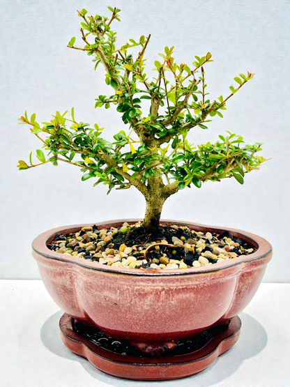 8 Inch Neea Buxifolia Bonsai Tree - Rustic Pot With Saucer