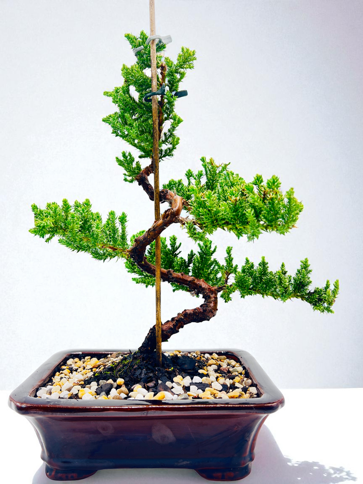 8 Inch Juniper Squamata Bonsai Tree - Black Rectangle Pot