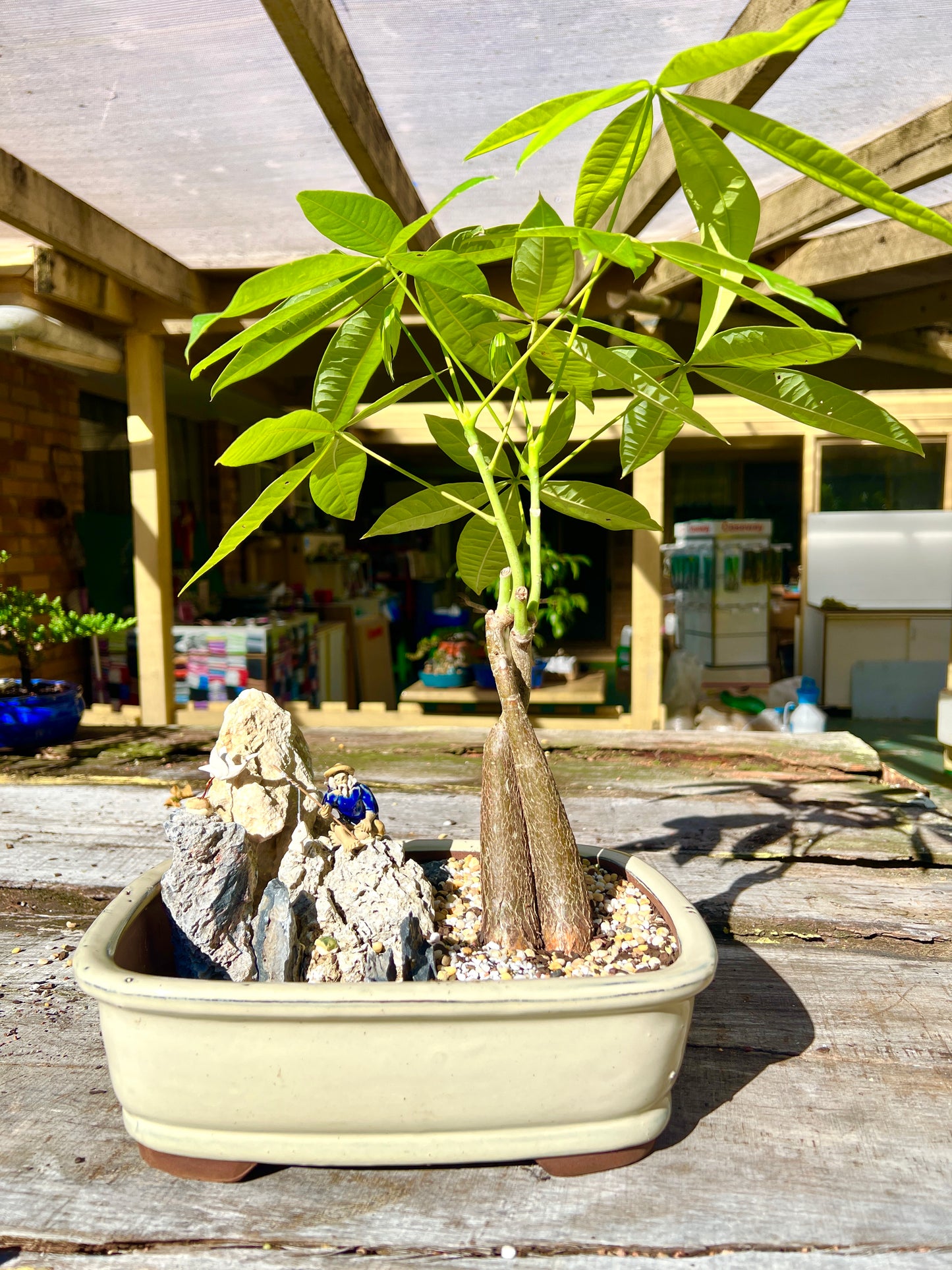 Rock Feature Twin Trunk Braided Indoor Guiana Chestnut “Pachira Aquatica” Bonsai Tree 12 Inch 发财树