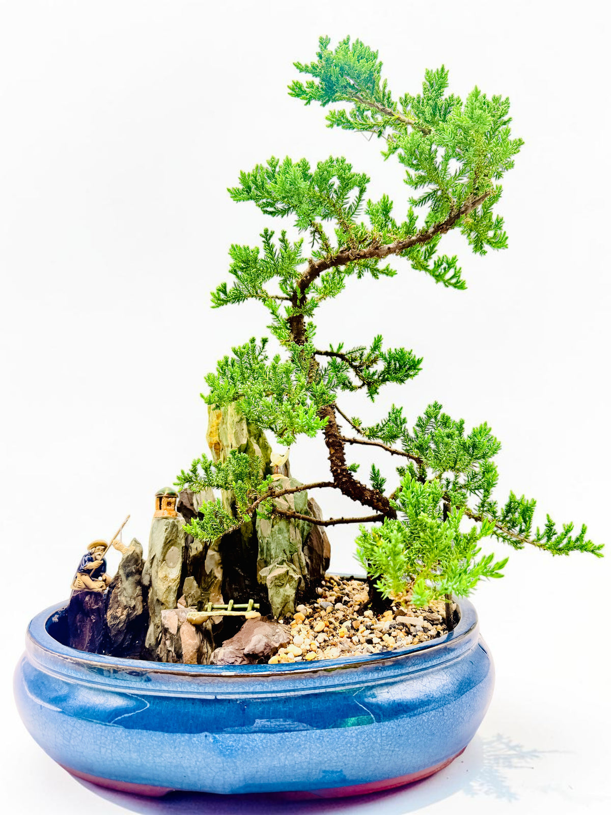 14" Juniper With Rock Feature Bonsai Tree