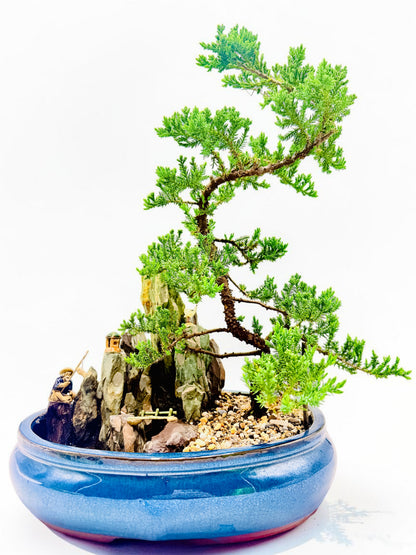 14" Juniper With Rock Feature Bonsai Tree