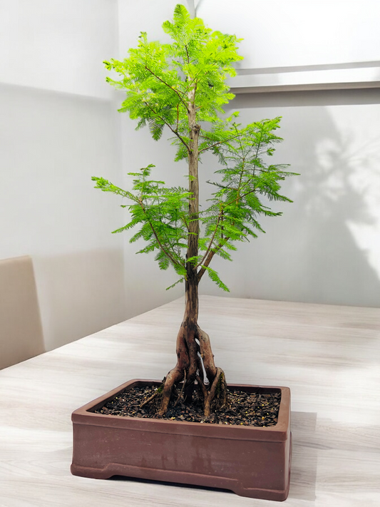 Swamp Cypress Bonsai