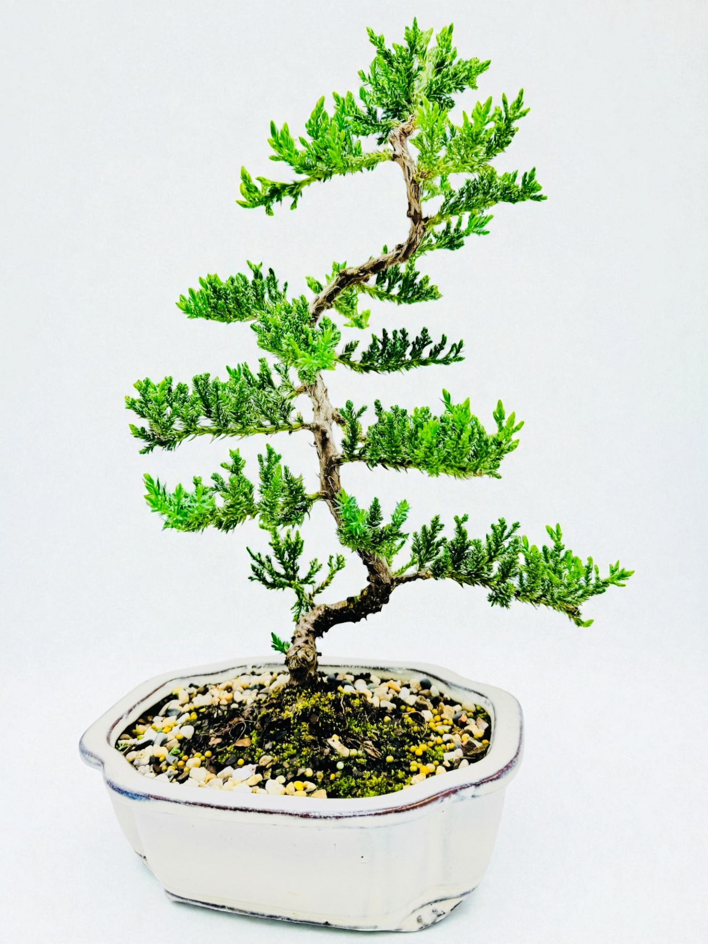 8 Inch Juniper Squamata Bonsai Tree - Cloud White Pot