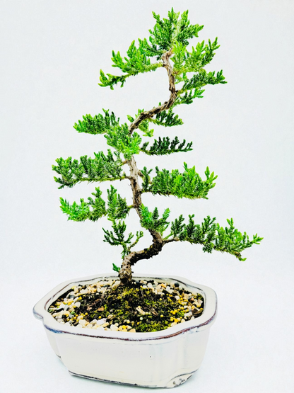 8 Inch Juniper Squamata Bonsai Tree - Cloud White Pot