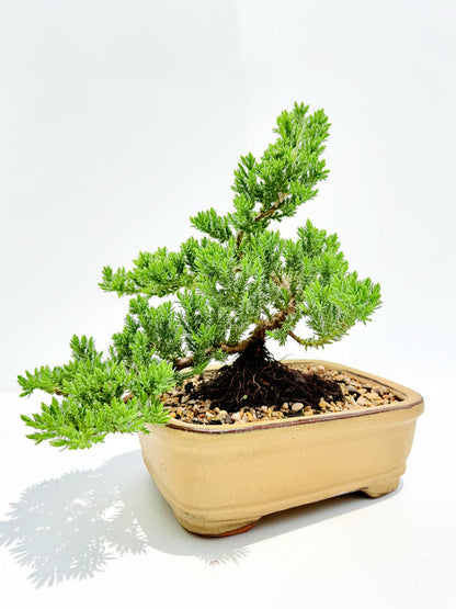 8 Inch Juniper Squamata Bonsai Tree - Yellow Rectangular Pot