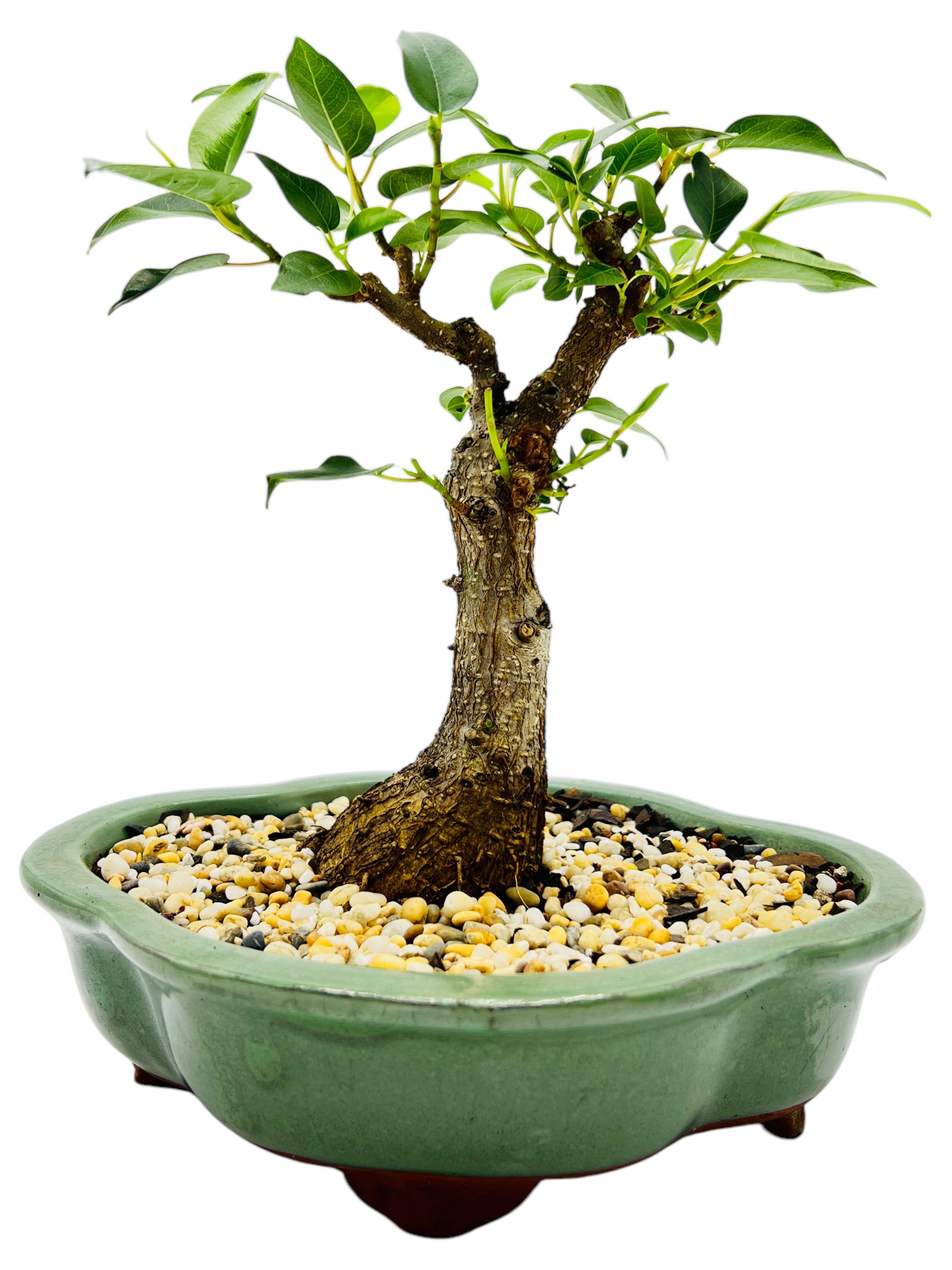 8 Inch Small Leaf Fig Bonsai Tree