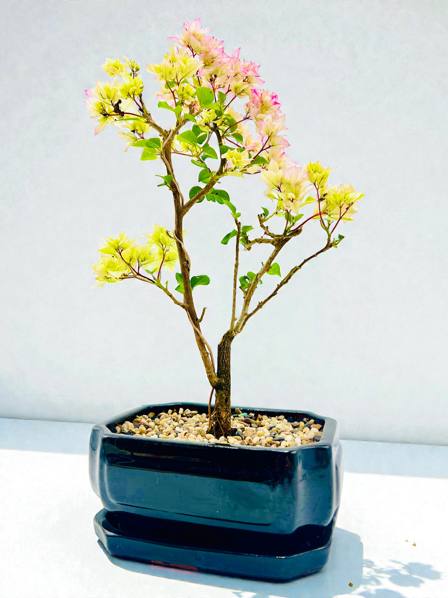 8” Hybrid White-Pink Bougainvillea 5 Years Old 45cm Tall With Saucer