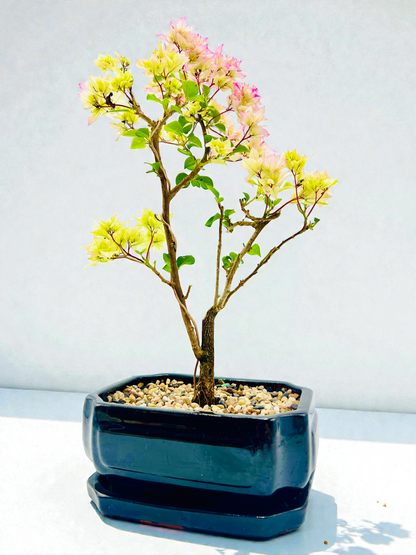 8” Hybrid White-Pink Bougainvillea 5 Years Old 45cm Tall With Saucer