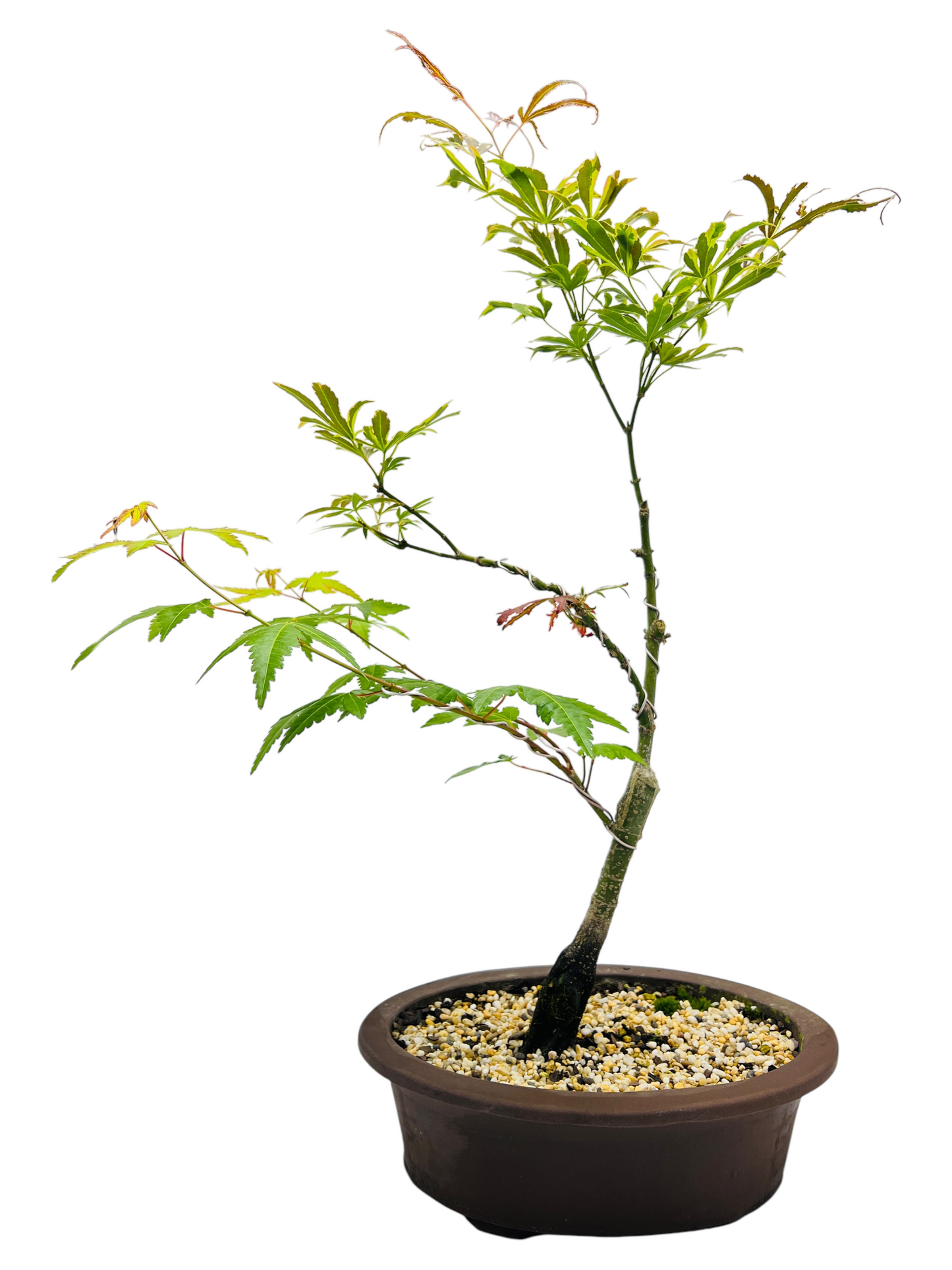 Japanese Maple 12 Inch