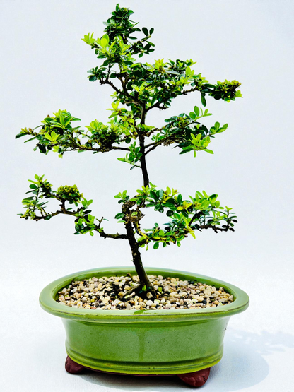 10 Inch Japanese Dwarf Holly Bonsai Tree - Green Oval Pot