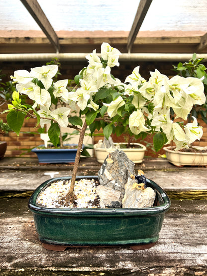 Rock Feature White Bougainvillea 12 Inch - Bonsai Gifts Nursery