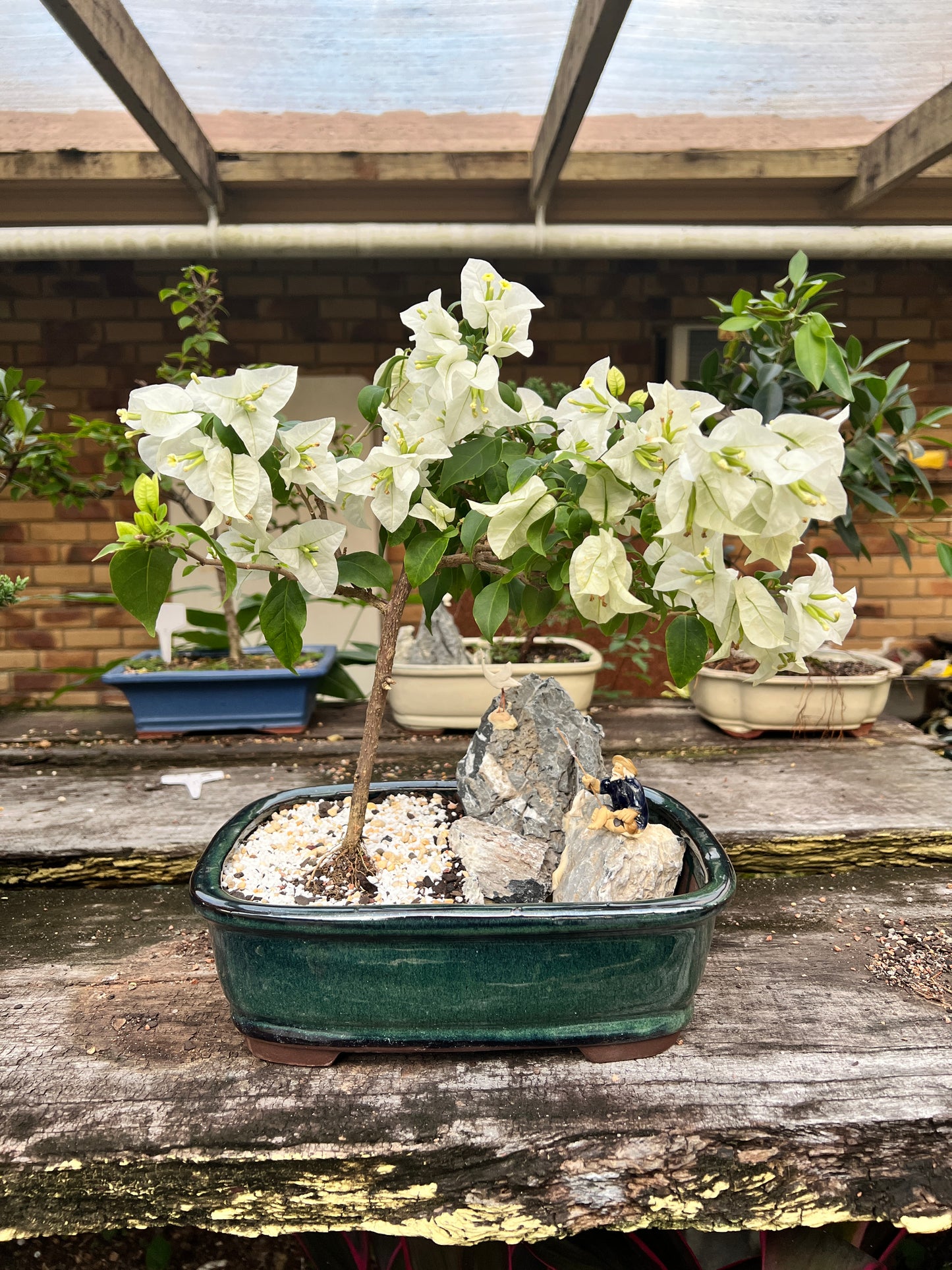 Rock Feature White Bougainvillea 12 Inch - Bonsai Gifts Nursery