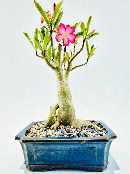 10 Year Old Mature Desert Rose Bonsai Tree - Pink Flowers
