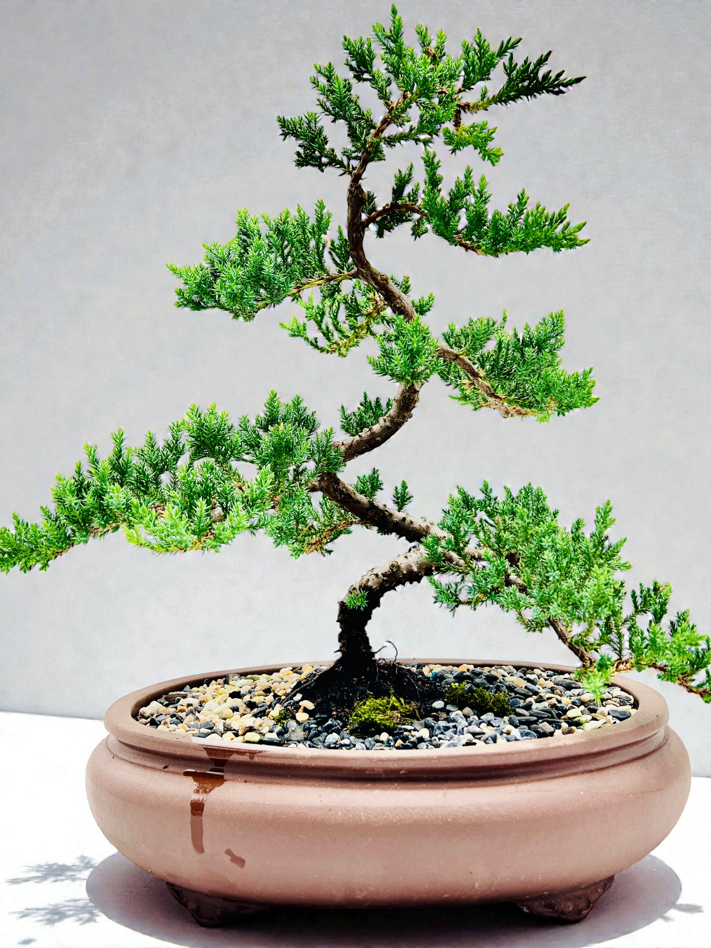 Advanced Twisted Trunk Juniper Squamata Bonsai Tree