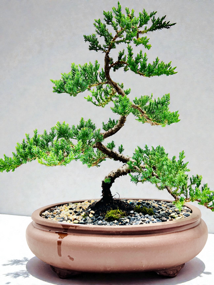 Advanced Twisted Trunk Juniper Squamata Bonsai Tree