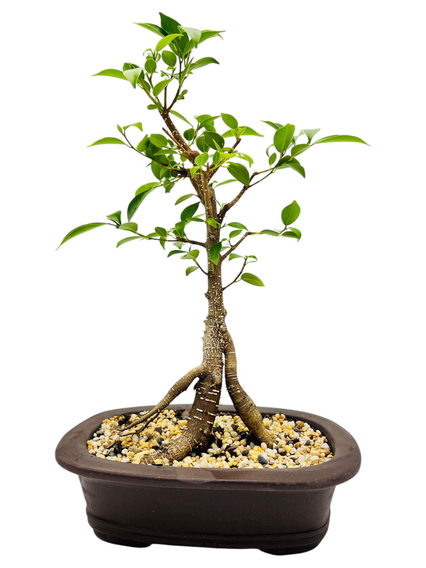 9 Inch Tiger Bark Fig Bonsai Tree