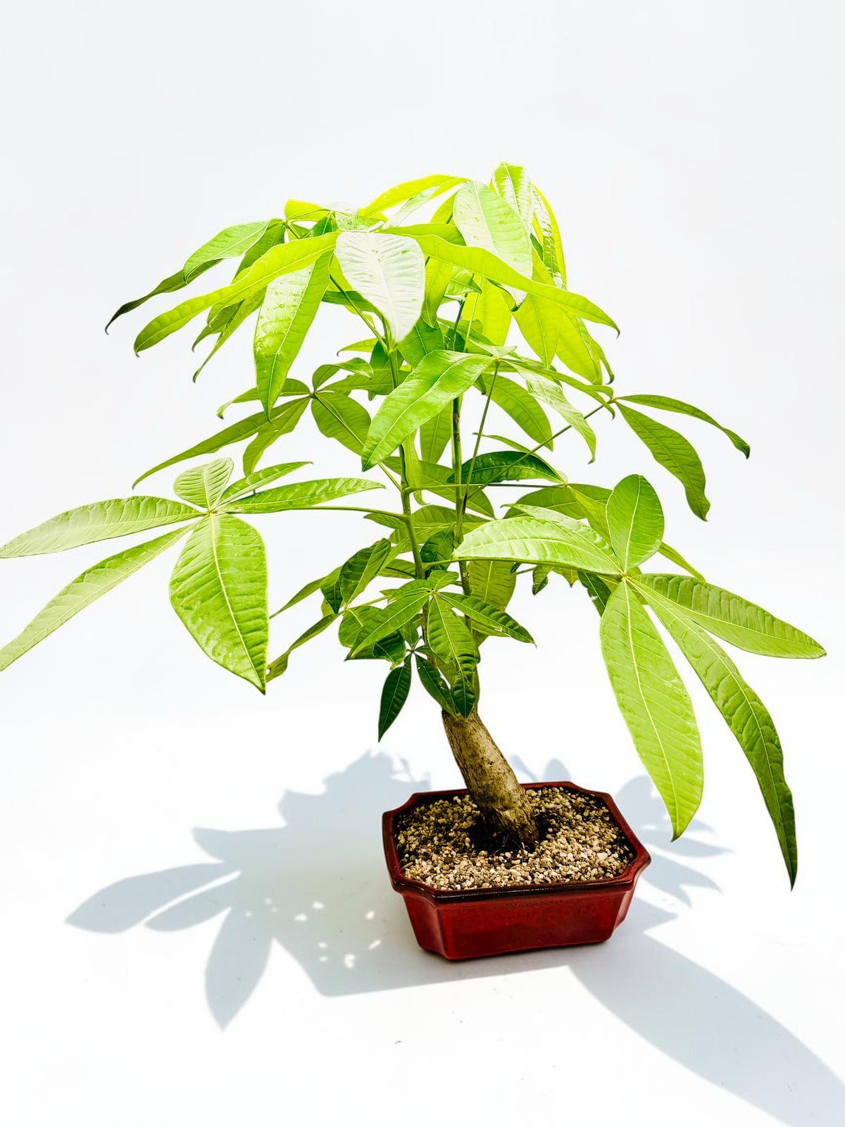 2018 Indoor Guiana Chestnut “Pachira Aquatica” Bonsai Tree 10 Inch 发财树
