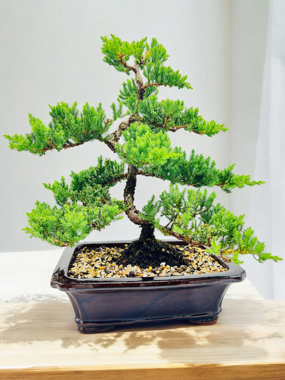 2008 Advanced Twisted Trunk Juniper Squamata Bonsai Tree