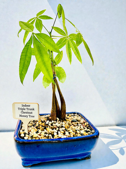 Triple Trunk Indoor Guiana Chestnut “Pachira Aquatica” Bonsai Tree 8 Inch 发财树