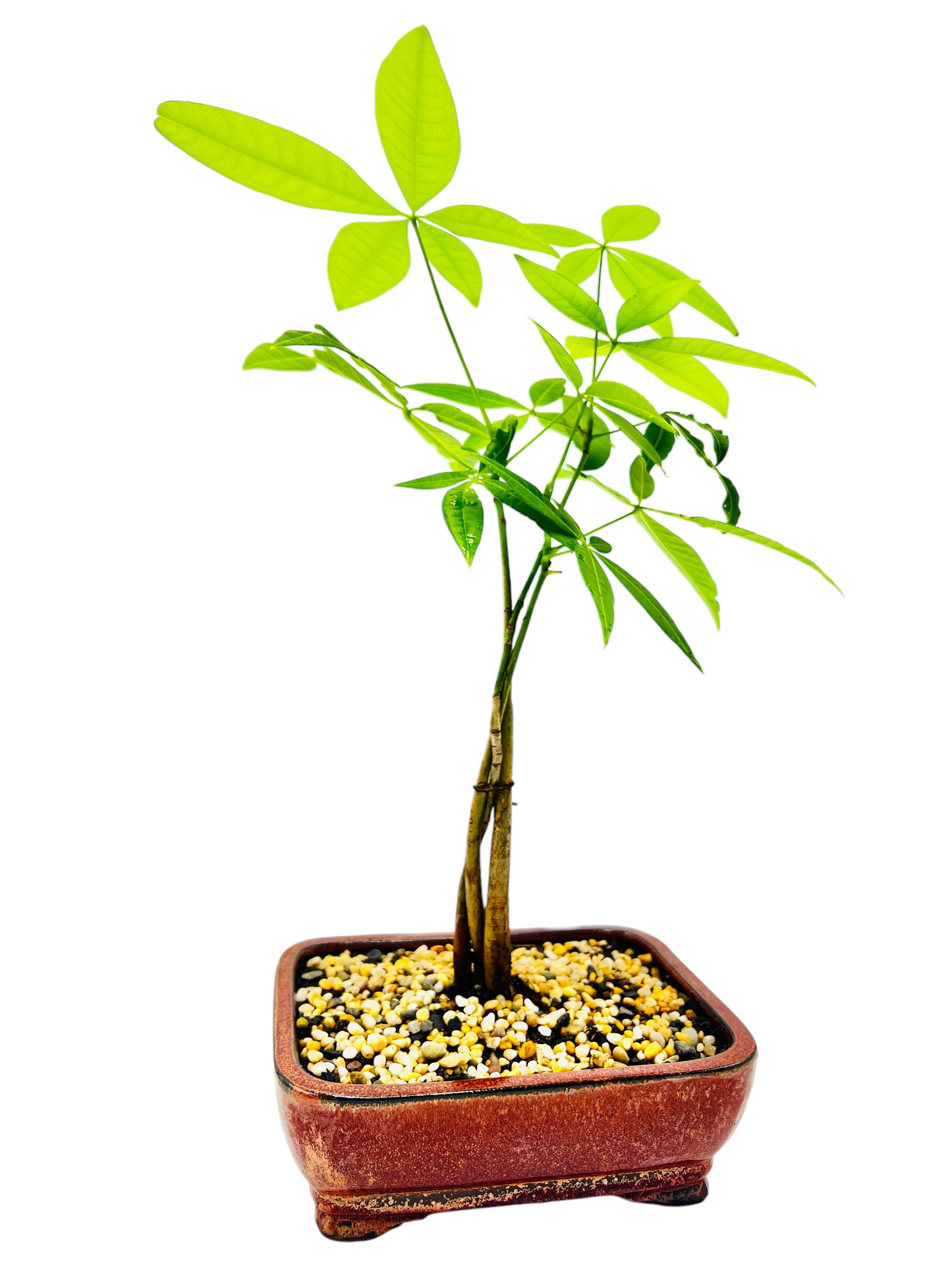 5 Leaves Triple Trunk Indoor Guiana Chestnut “Pachira Aquatica” Bonsai Tree 7 Inch 发财树