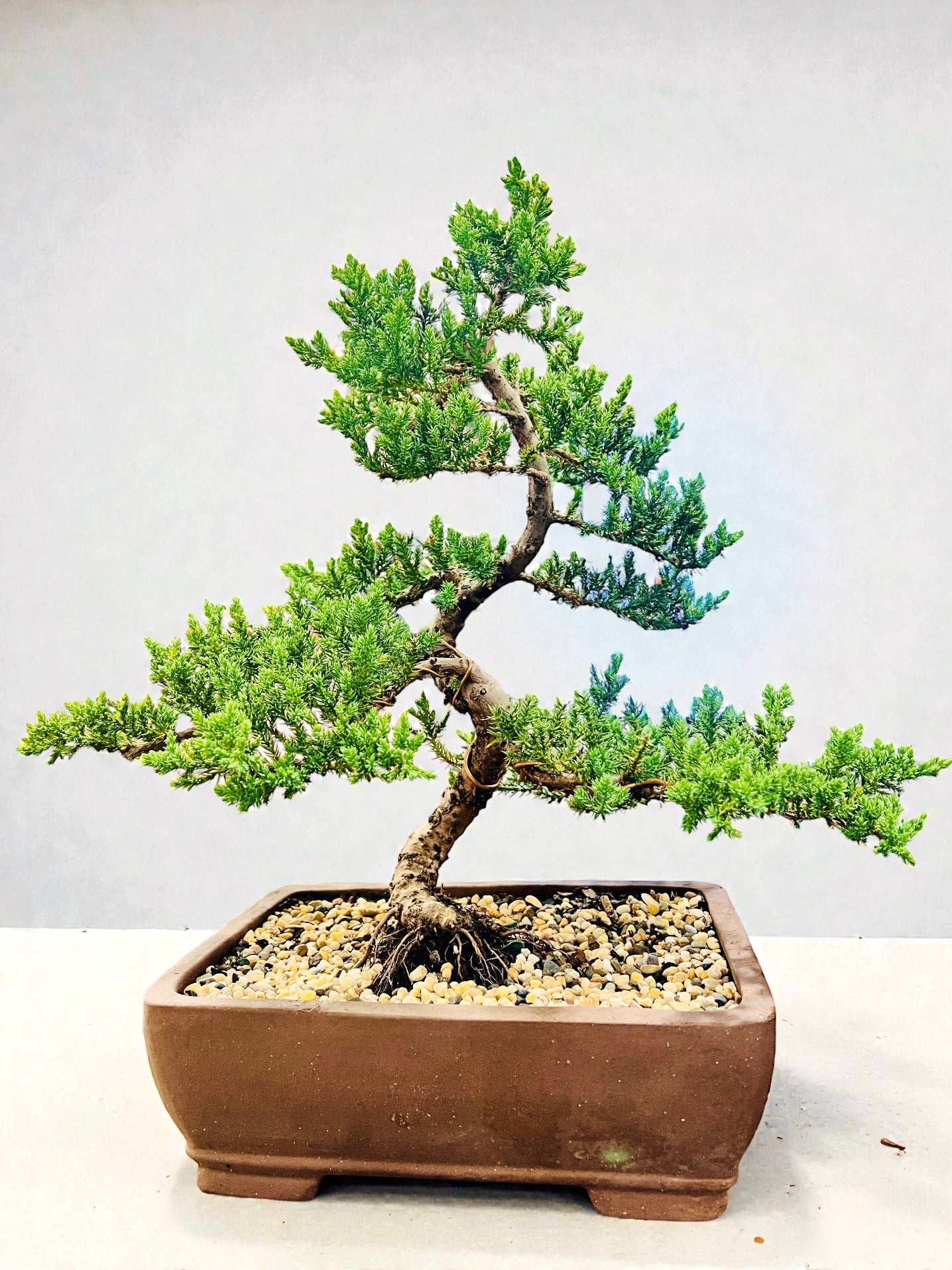 2010 Advanced Twisted Trunk Juniper Squamata Bonsai Tree