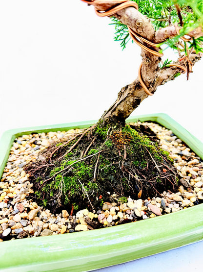 2013 Twisted Trunk Japanese Shimpaku Juniper Bonsai Tree
