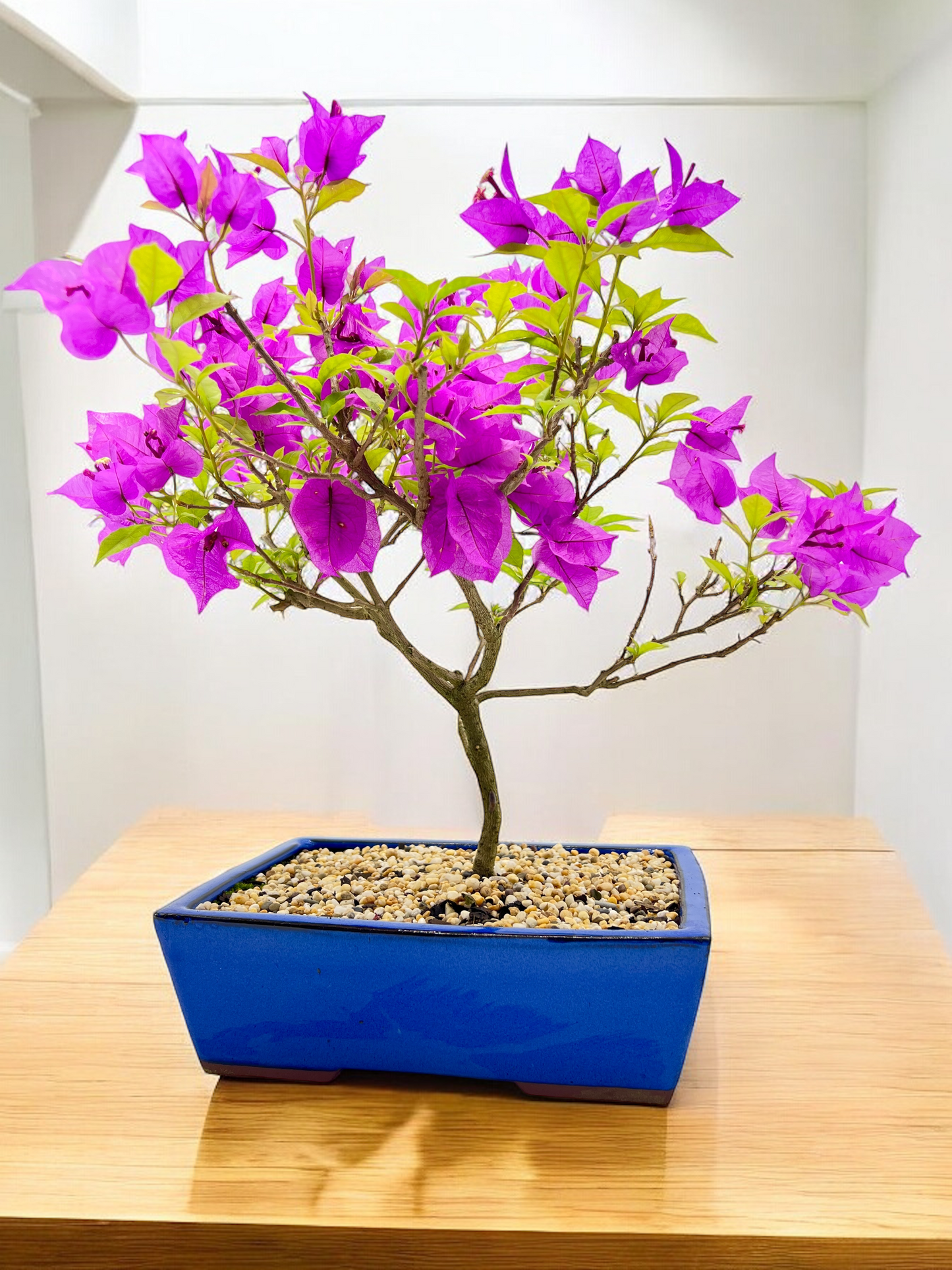 10” Purple Bougainvillea 6 Years Old 50cm Tall