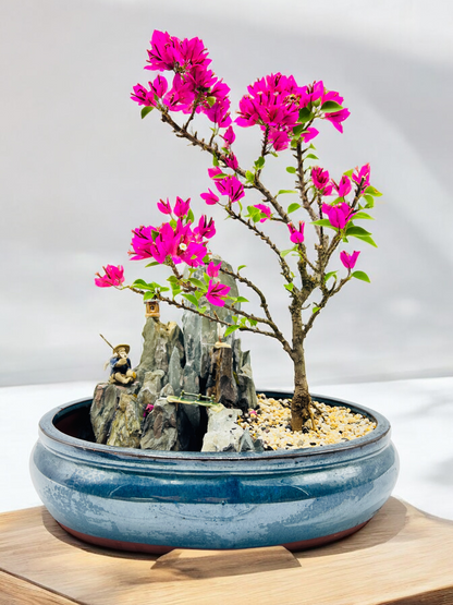 14 Inch Bougainvillea Rock Feature Bonsai Tree