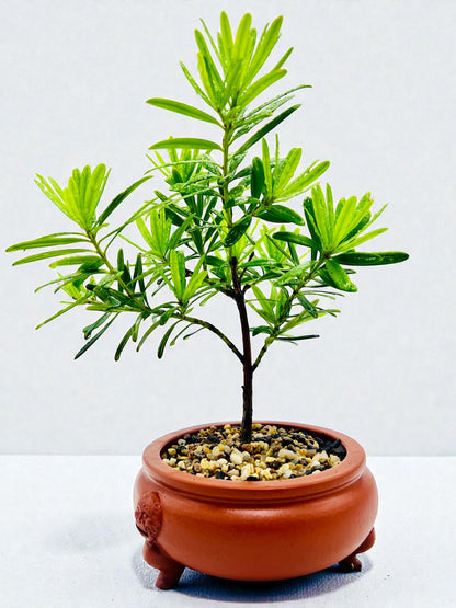 Podocarpus Macrophyllus Buddhist Pine Bonsai Tree - Handmade Dragon Pot