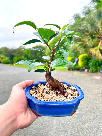 Small Leaf Fig Bonsai Tree 6 Inch - Bonsai Gifts Nursery