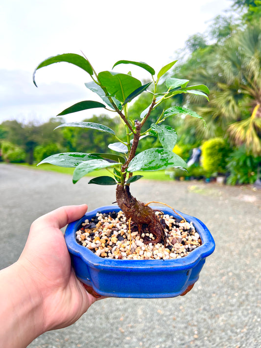 Small Leaf Fig Bonsai Tree 6 Inch