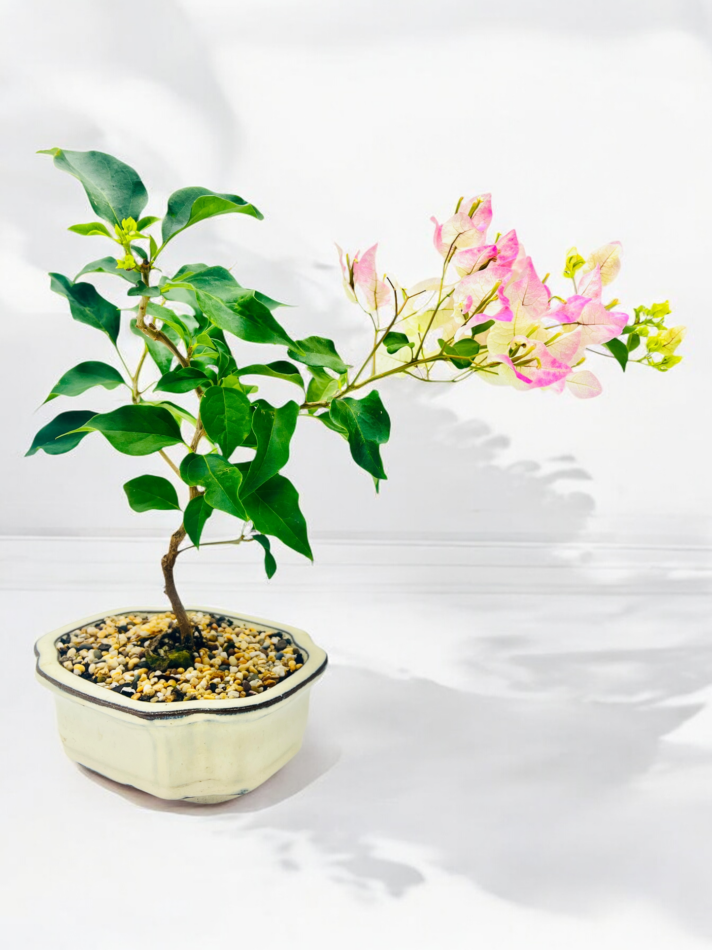 8” White Hybrid Pink Bougainvillea 3 Years Old 35cm Tall