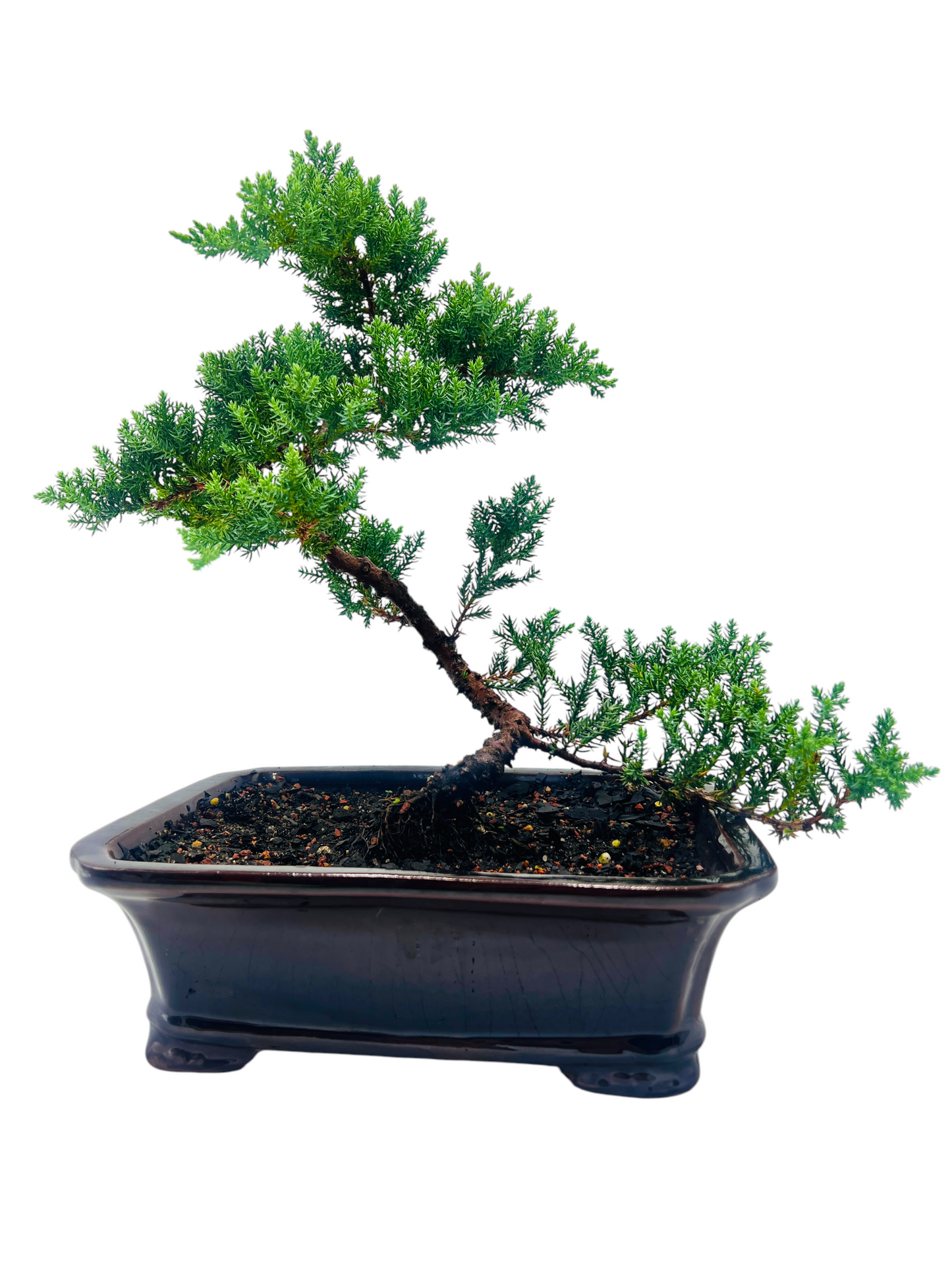 10” Large Juniper Squamata Bonsai Tree - Black Pot