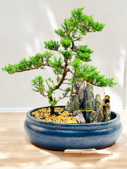 14" Juniper With Rock Feature Bonsai Tree