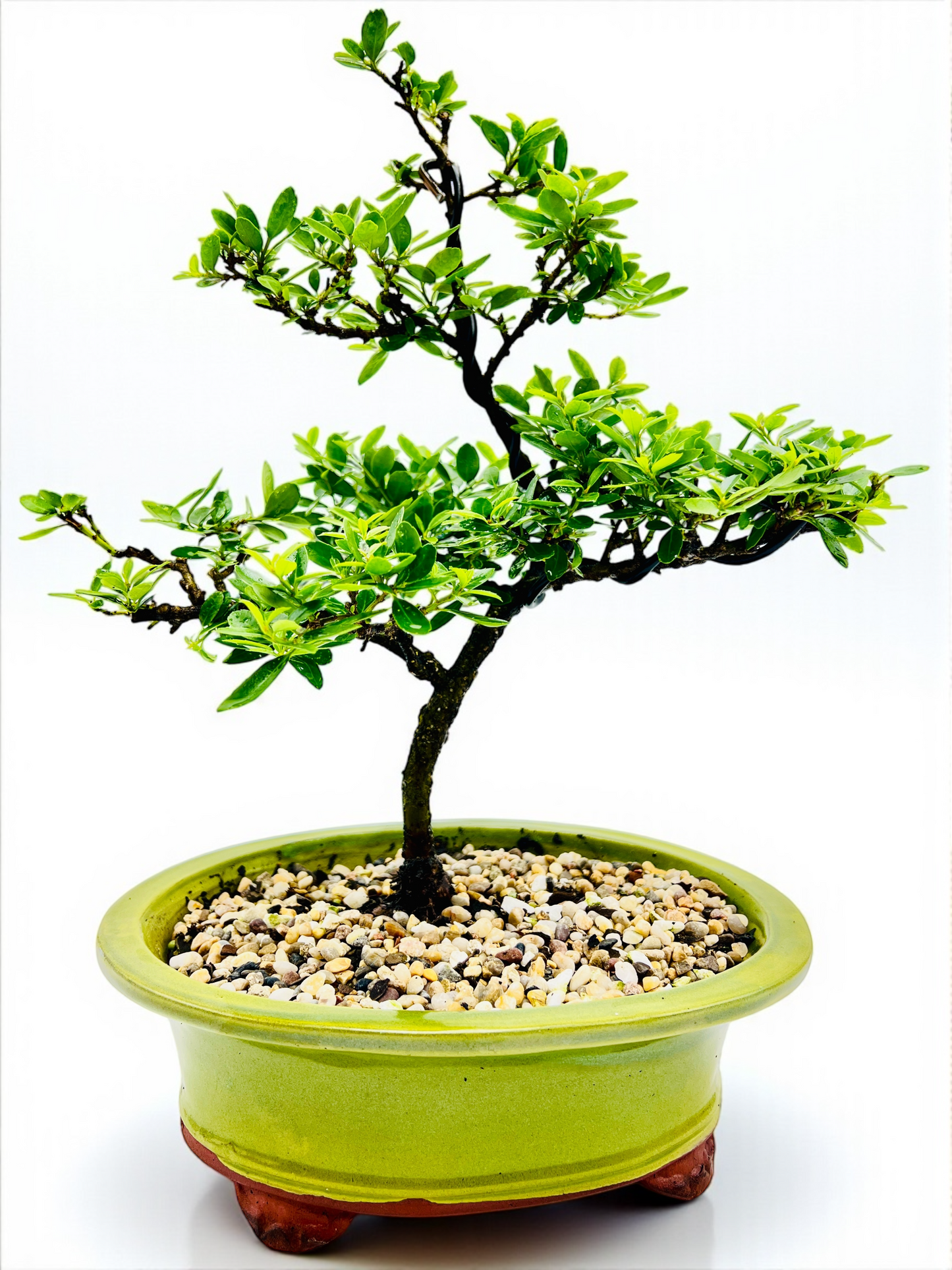 10 Inch Japanese Dwarf Holly Bonsai Tree - Green Oval Pot
