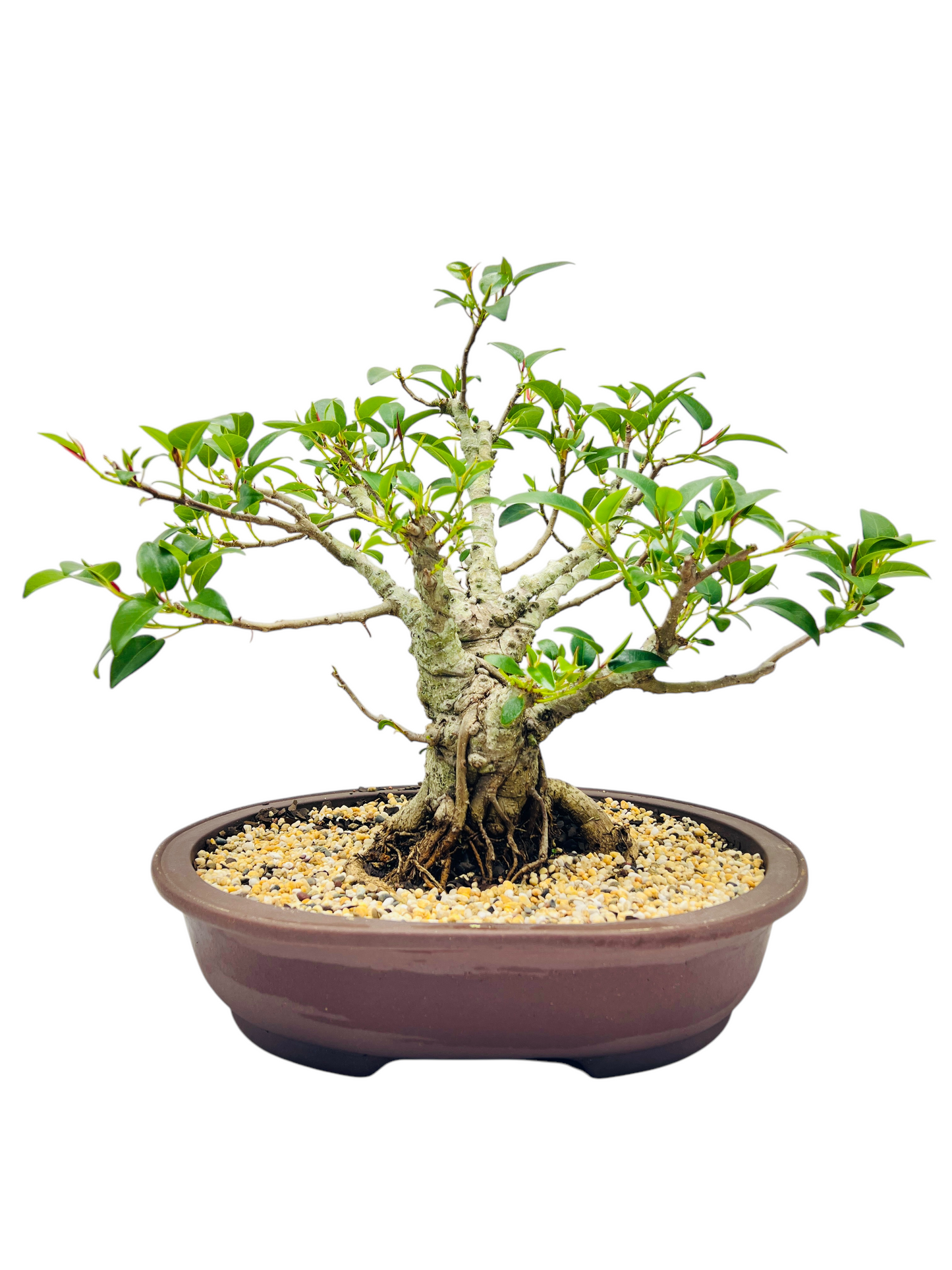 21 Year Old Small Leaf Fig Bonsai Tree