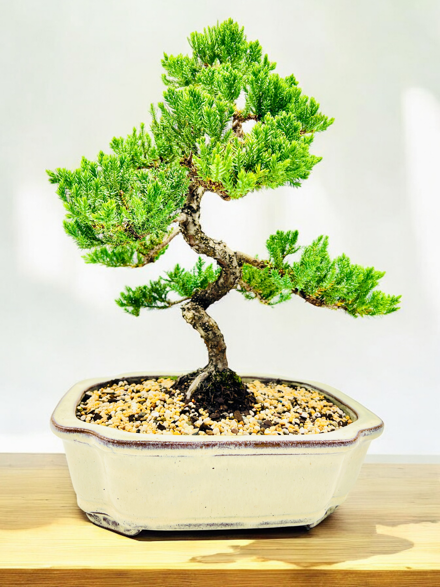 Advanced Twisted Trunk Juniper Squamata Bonsai Tree