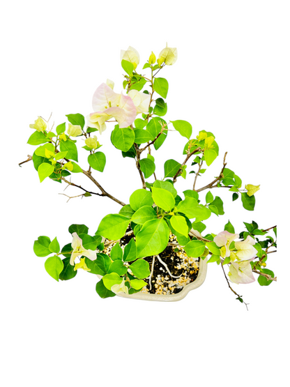 10” White/Pink Flowering Bougainvillea Bonsai Tree