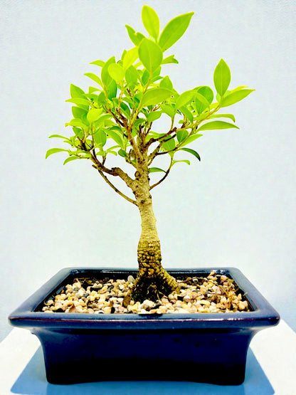 8 Inch Tiger Bark Fig Bonsai Tree