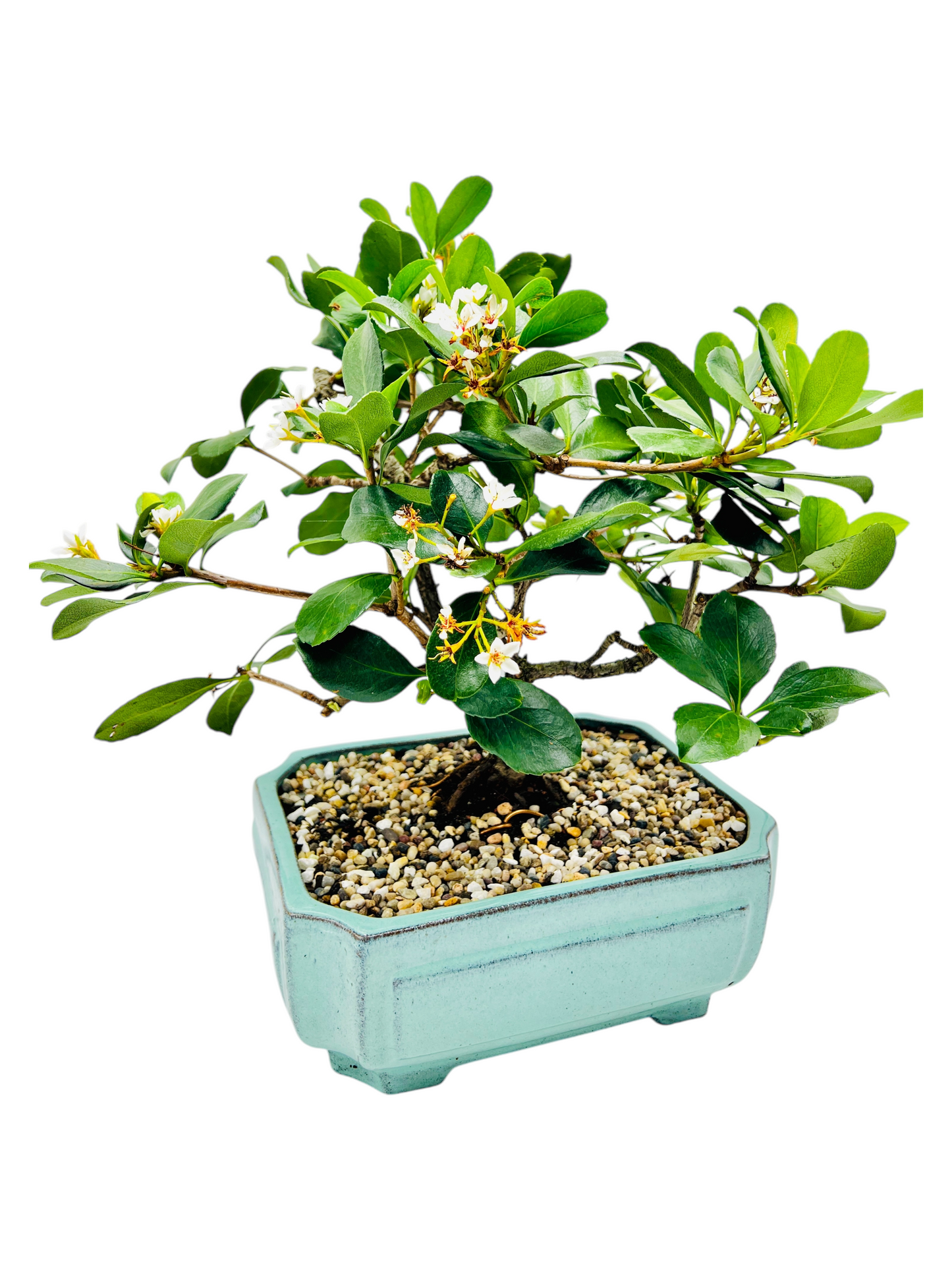 Hawthorn “Apple Blossom” Bonsai Tree 12”