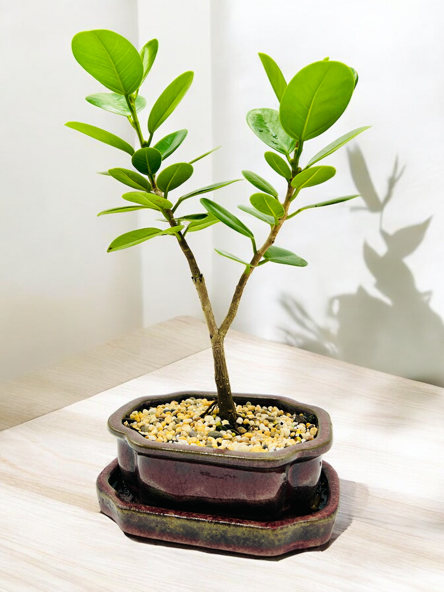 Green Island Fig Bonsai Tree 6 Inch