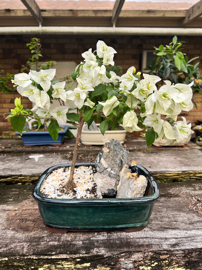 Rock Feature White Bougainvillea 12 Inch - Bonsai Gifts Nursery