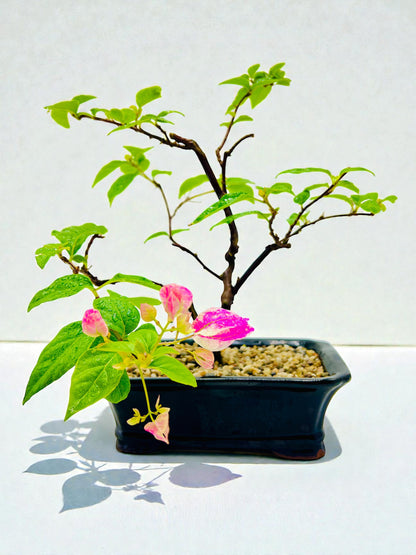10” White Pink Hybrid Bougainvillea Bonsai Tree - Carved Trunk
