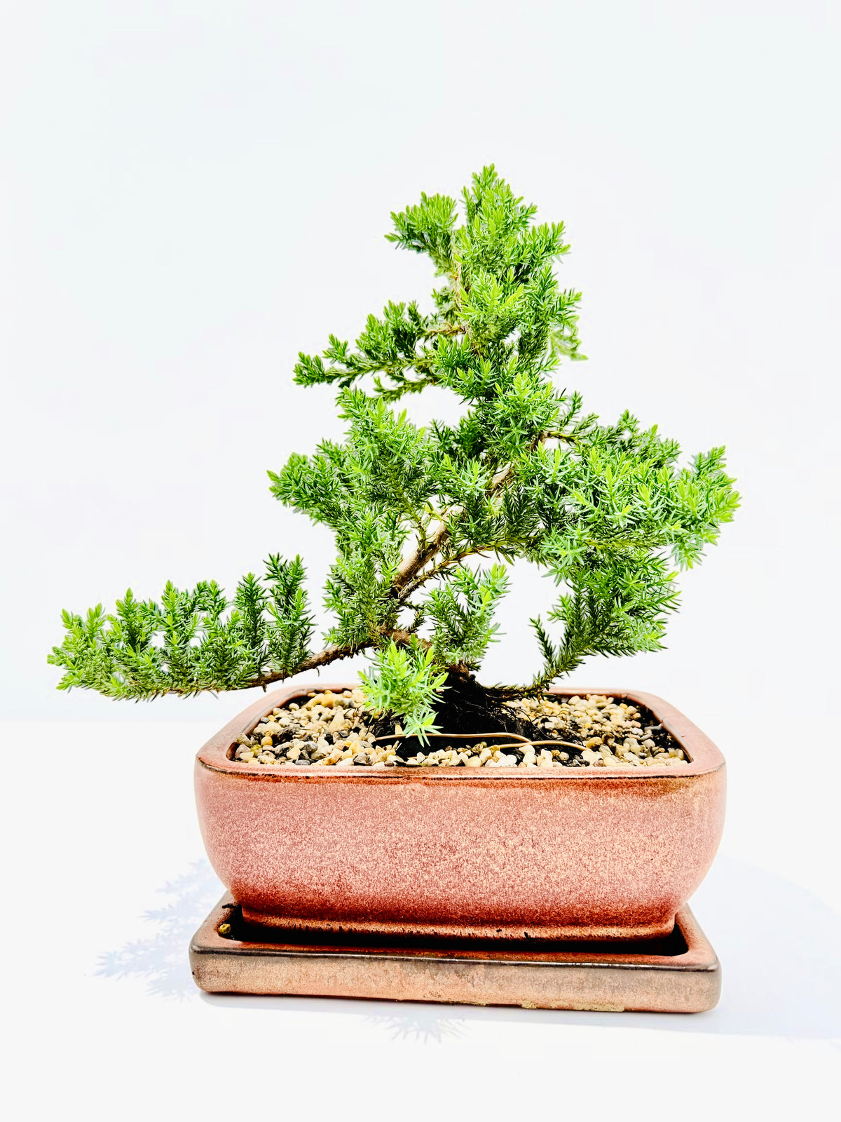 8 Inch Juniper Squamata Bonsai Tree With Saucer - Rustic Glazed Pot