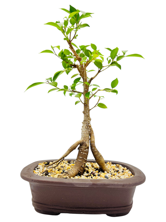 9 Inch Tiger Bark Fig Bonsai Tree