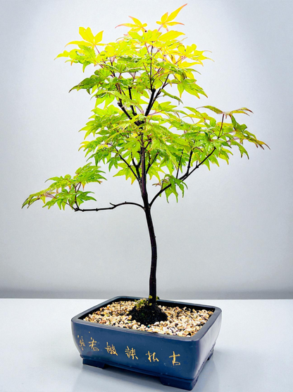 Japanese Maple Bonsai Tree 75cm Tall