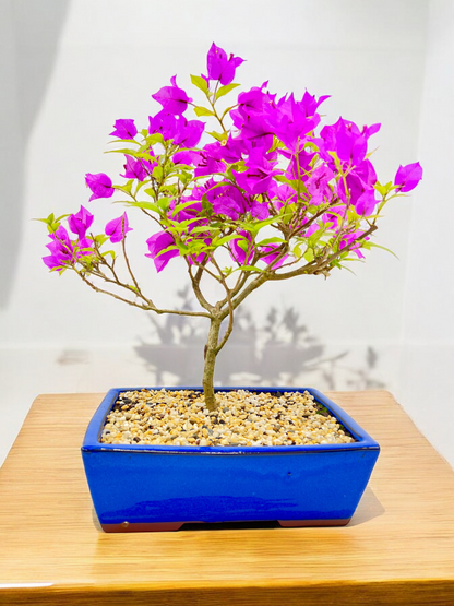 10” Purple Bougainvillea 6 Years Old 50cm Tall